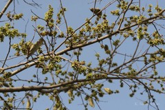 Holoptelea integrifolia